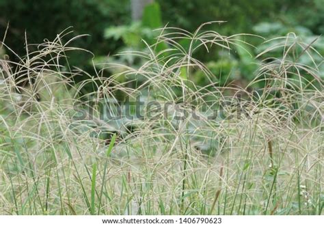 40 Southern Crabgrass Images, Stock Photos & Vectors | Shutterstock