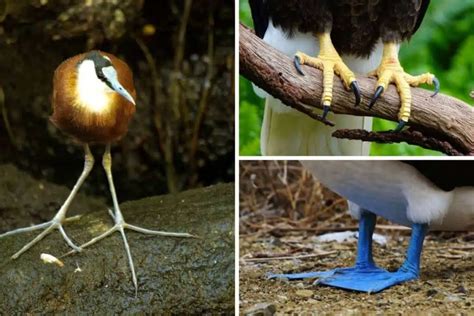 Birds Feet (Anatomy, Types & Fun Facts) - Nature Roamer