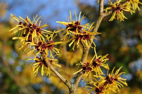 マンサクの花言葉／神秘の力が呼び込む幸運！早春の縁起物 | 花言葉のはなたま