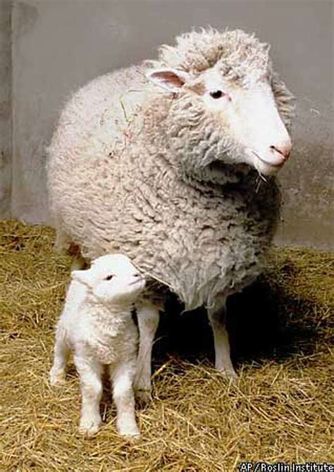 Dolly euthanized for lung disease / 6-year-old cloned sheep the center ...