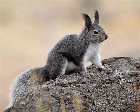 Abert's squirrel (or tassel-eared squirrel) (Sciurus aberti) is a tree squirrel in the genus ...