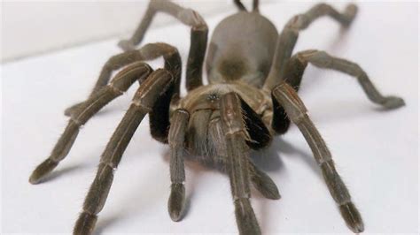 #3 The Australian Bird Eating Spider - National Geographic