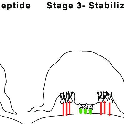 Model for immunological synapse formation. Side view of T cell forming... | Download Scientific ...