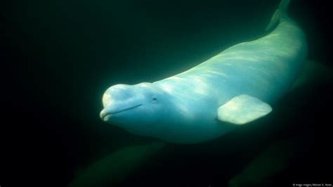 Beluga Whales Pictures