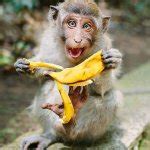 Monkey banana Meme Generator - Imgflip