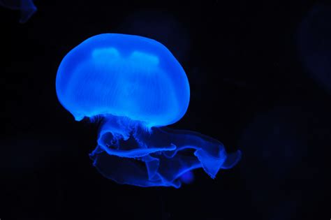 Blue Moon Jellyfish Free Stock Photo - Public Domain Pictures