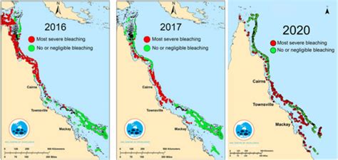 Despite 2021 being a good year for coral health, coral in the Great Barrier Reef has declined ...