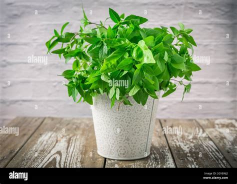 Thai basil in pot on wooden kitchen table Stock Photo - Alamy