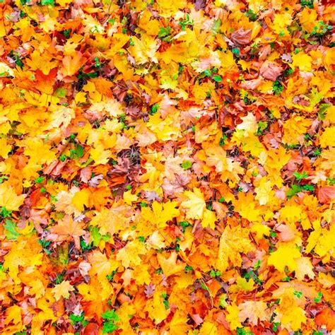 Premium Photo | Autumn leaves fall background