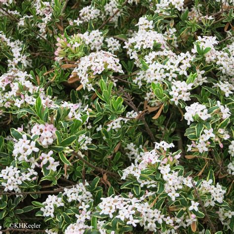 A Wandering Botanist: Plant Story--Daphne, Attractive and Fragrant