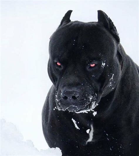 PsBattle: This black dog playing in the snow | Scary dogs, Bully breeds dogs, Black dog