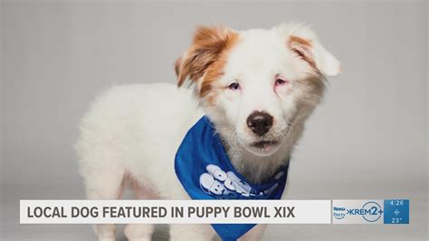 North Idaho special needs puppy will play in 2023 Puppy Bowl | krem.com