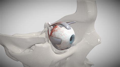 Orbit with eye muscles - 3D model by UCSF Balance and Falls Center (@UCSF_Balance_Falls ...