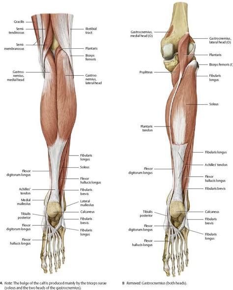 Crural Anatomy