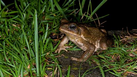 Dog-killing Cane Toads Are Back as Rains Draw Them Out – NBC 6 South Florida