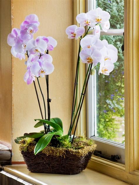 17 Best Flowering Houseplants | Balcony Garden Web