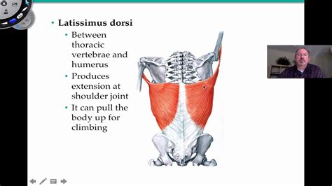 Appendicular Muscles Labeled