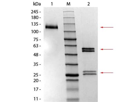 Mouse IgG1 isotype Control (010-0140) | Rockland