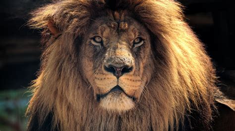 Cool Lion Wallpapers (69+ images)