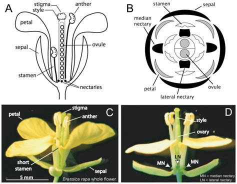 Flower Anatomy And Functions | Best Flower Site