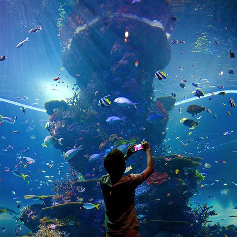 S.E.A Aquarium™ at Sentosa Island - Visit Singapore Official Site