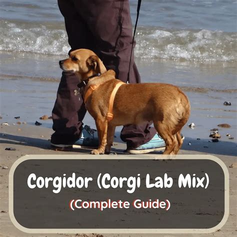 Corgidor (Corgi Lab Breed Mix) Facts & Traits - LabraJoy