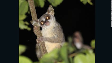 Meet the Angolan dwarf galago - CNN