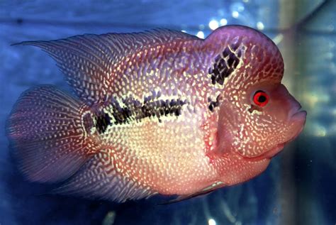 Happy Petsland And Aquatic: flowerhorn fish