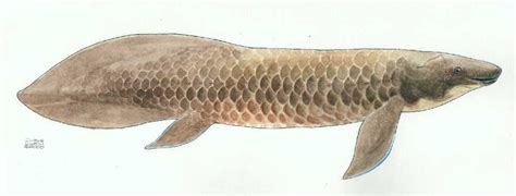 Australian Lungfish, by Outlier on DeviantArt