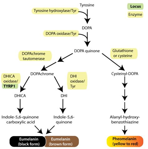 biochemistry - How does low cysteine conditions affect pheomelanin production? - Biology Stack ...