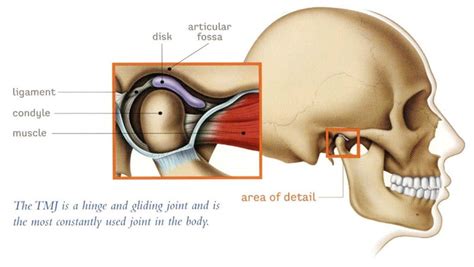 Glenoid Fossa Skull