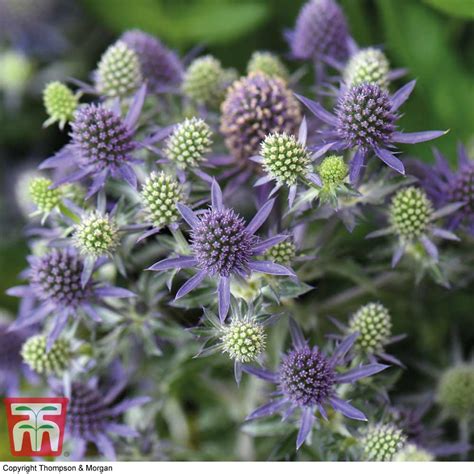 Sea Holly Flower Meaning | Best Flower Site