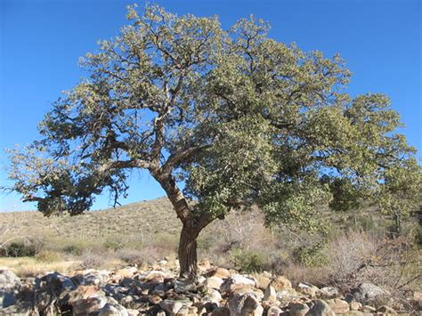 Arizona White Oak | Raquel Baranow | Flickr