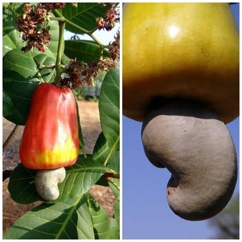 Cashew Apple Juice Recipes & Health Benefits of Cashew Apple | Beauty ...