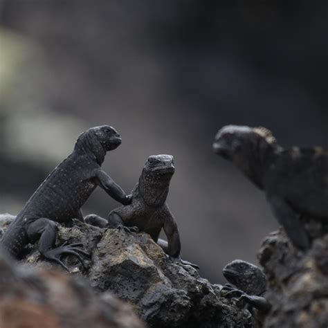 Baby Marine Iguanas : r/wildlifephotography