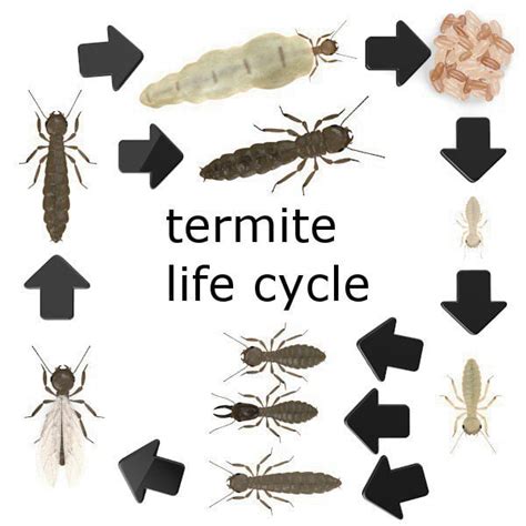 Termite Nests: Termite Life Cycle Stages