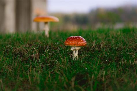 Jamur Amanita Beracun - Foto gratis di Pixabay - Pixabay