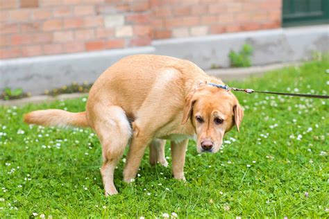 Orange Dog Poop: Causes, Meaning & Treatments (With FAQs)