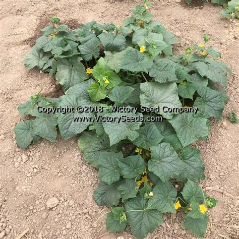 Muncher Cucumber - Victory Seeds® – Victory Seed Company