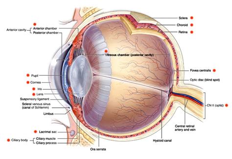 Anterior Cavity Of Eye