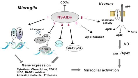 Ibuprofen Mechanism Of Action