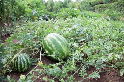 Growing Watermelon in Open Land, in Raised Beds, or on a Trellis - Food Gardening Network