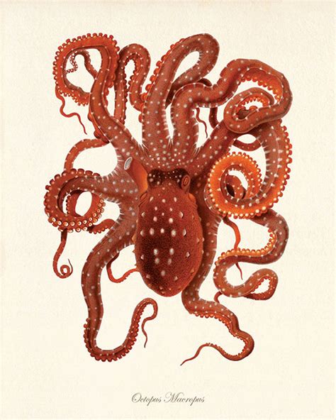 Octopus Art Print Vintage Old Prints Sea Art Print Nautical - Etsy