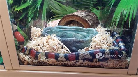 Best Snake Terrarium Review 2021: What Do I Need for the Snake Terrarium? - Timeline Pets