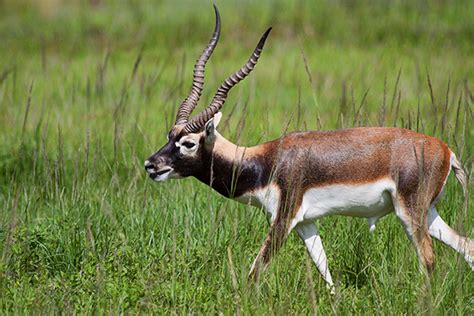 Blackbuck Antelope – Ten X Ranch