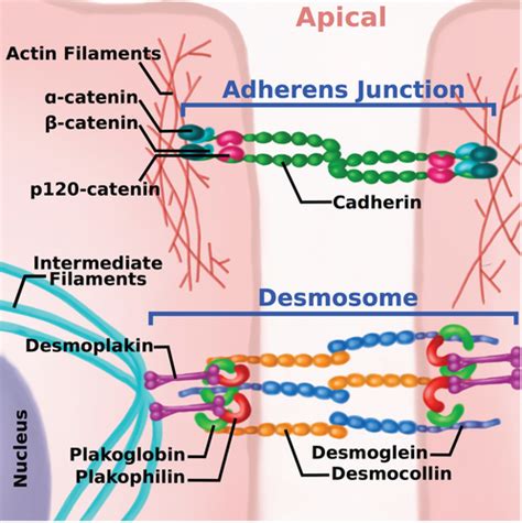 Cadherin tales: Regulation of cadherin function by endocytic membrane ...