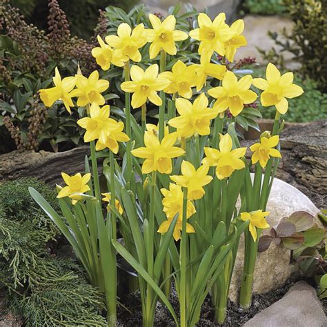 Narcissus Tete a Tete Bulbs | Buy Online | Boston Bulbs