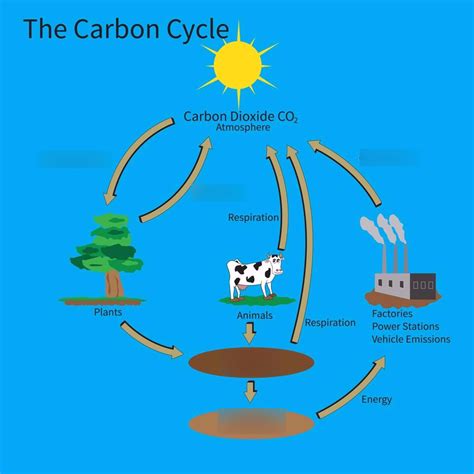 Carbon Cycle Diagram Worksheet