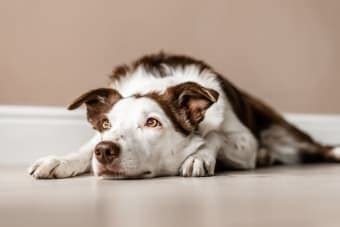 Dog Hip Dysplasia Surgery | Palmdale Veterinarians