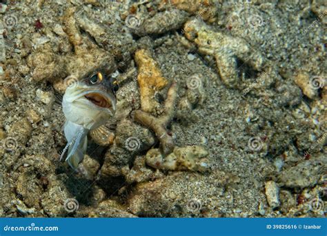 Goby fish stock photo. Image of coral, aquarium, small - 39825616